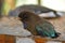 Oriental dollarbird Eurystomus orientalis