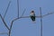 Oriental dollarbird roller bird with brown head blue body and re