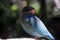 Oriental Dollarbird standing with sunlight on blue plumage