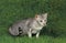 Oriental Domestic Cat, Adult standing on Grass