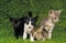 Oriental Domestic Cat, Kittens