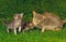Oriental Domestic Cat, Mother with Cub standing on Grass