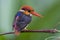 Oriental Dwarf Kingfisher