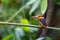 Oriental Dwarf Kingfisher