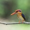 Oriental dwarf kingfisher