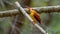 Oriental Dwarf Kingfisher also known as the Rufous-backed Kingfisher is one the most colourful kingfisher found in Indonesia. an