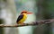 Oriental Dwarf Kingfisher Black backed Kingfisher Ceyx Lacepede