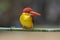 Oriental Dwarf Kingfisher Ceyx erithaca Birds of Thailand