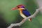 Oriental Dwarf Kingfisher Ceyx erithaca Birds of Thailand