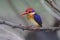 Oriental Dwarf Kingfisher Ceyx erithaca Birds of Thailand