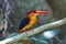 Oriental Dwarf Kingfisher Ceyx erithaca Cute Birds of Thailand