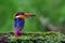 Oriental Dwarf Kingfisher with Frog kill