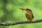 Oriental Dwarf Kingfisher with Grog Kill in his mouth at Chiplun,Maharashtra,India