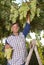 Oriental farmer vintner is harvesting white grape