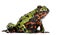 Oriental Fire-bellied Toad, Bombina orientalis