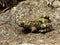 Oriental fire-bellied toad, Bombina orientalis, sits on a rock and blends in with its surroundings