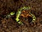 Oriental fire bellied toad defensive pose, china