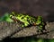 Oriental firebellied toad ,china, green frog