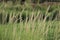 Oriental fountain grass (Pennisetum orientale)