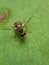 Oriental fruit fly damaged on Mango fruit.