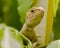 An oriental garden lizard agama