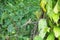 An Oriental Garden Lizard amongst a plant twig in a forest foliage