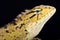 Oriental garden lizard Calotes versicolor