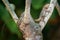 Oriental Garden Lizard - Calotes versicolor or eastern garden lizard, bloodsucker or changeable lizard is an agamid lizard found