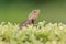 Oriental Garden Lizard - Calotes versicolor or eastern garden lizard, bloodsucker or changeable lizard is an agamid lizard found