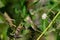 Oriental garden lizard Calotes versicolor Juvenile