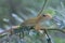 Oriental Garden Lizard - Calotes versicolor reptile.