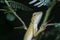 Oriental Garden Lizard - Calotes versicolor reptile.