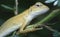 Oriental Garden Lizard - Calotes versicolor reptile.