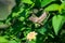 Oriental garden lizard Calotes versicolor  Subadult