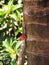 Oriental garden lizard with eyes slight open on a tree.(Selective focus)