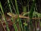 Oriental Garden Lizard among the grass branches