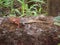 Oriental garden lizard sitting on a branch of a tree.(Selective focus)