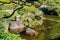 Oriental garden pond with water lilies and rocks with reflections framed by a tree limb - selective focus