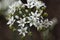 Oriental garlic Allium tuberosum