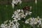 `Oriental Garlic` flowers - Allium Tuberosum