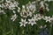 `Oriental Garlic` flowers - Allium Tuberosum