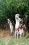 oriental goats of Pakistani and Nubian breed on pasture - nibbling foliage