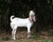 oriental goats of Pakistani and Nubian breed on pasture - nibbling foliage and grass