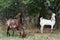 oriental goats of Pakistani and Nubian breed on pasture - nibbling foliage and grass