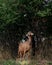 oriental goats of Pakistani and Nubian breed on pasture - nibbling foliage and grass