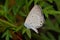 Oriental gram blue butterfly Euchrysops cnejus cnejus sitting on a plant