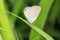 Oriental gram blue butterfly, Euchrysops cnejus, Pune, Maharashtra