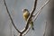 Oriental Greenfinch (Chloris sinica) in Japan