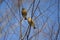 Oriental Greenfinch (Chloris sinica) in Japan