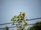 Oriental greenfinch in ginko treetop 1